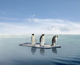 Pinguinii regali sunt in pericol din cauza incalzirii globale